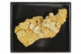 Miniature Ammonite, Brachiopod, Coral Fossil Cluster - France #129948-4